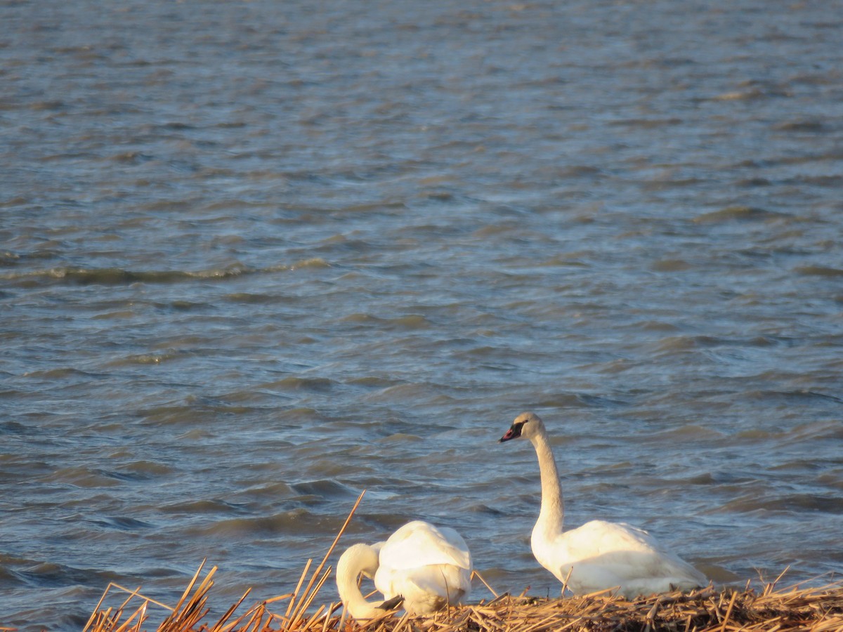 Trumpeter Swan - ML51356161