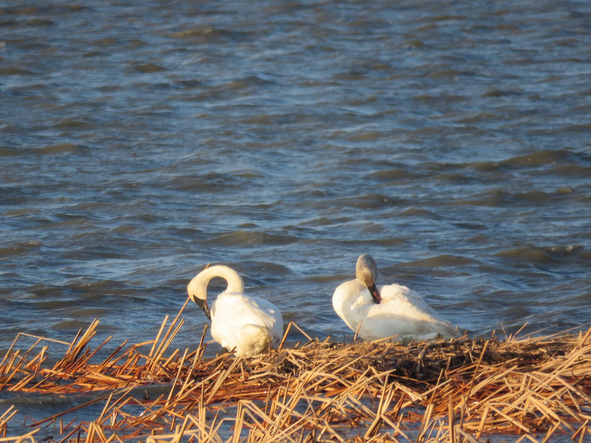 Trumpeter Swan - ML51356181