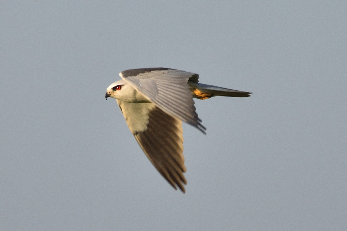 Black-winged Kite - ML513562381