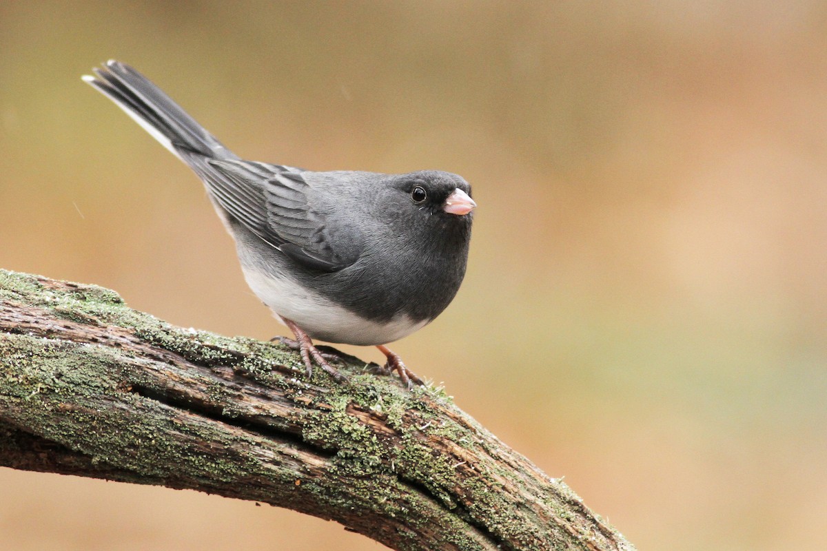 Dark-eyed Junco (Slate-colored) - Evan Lipton