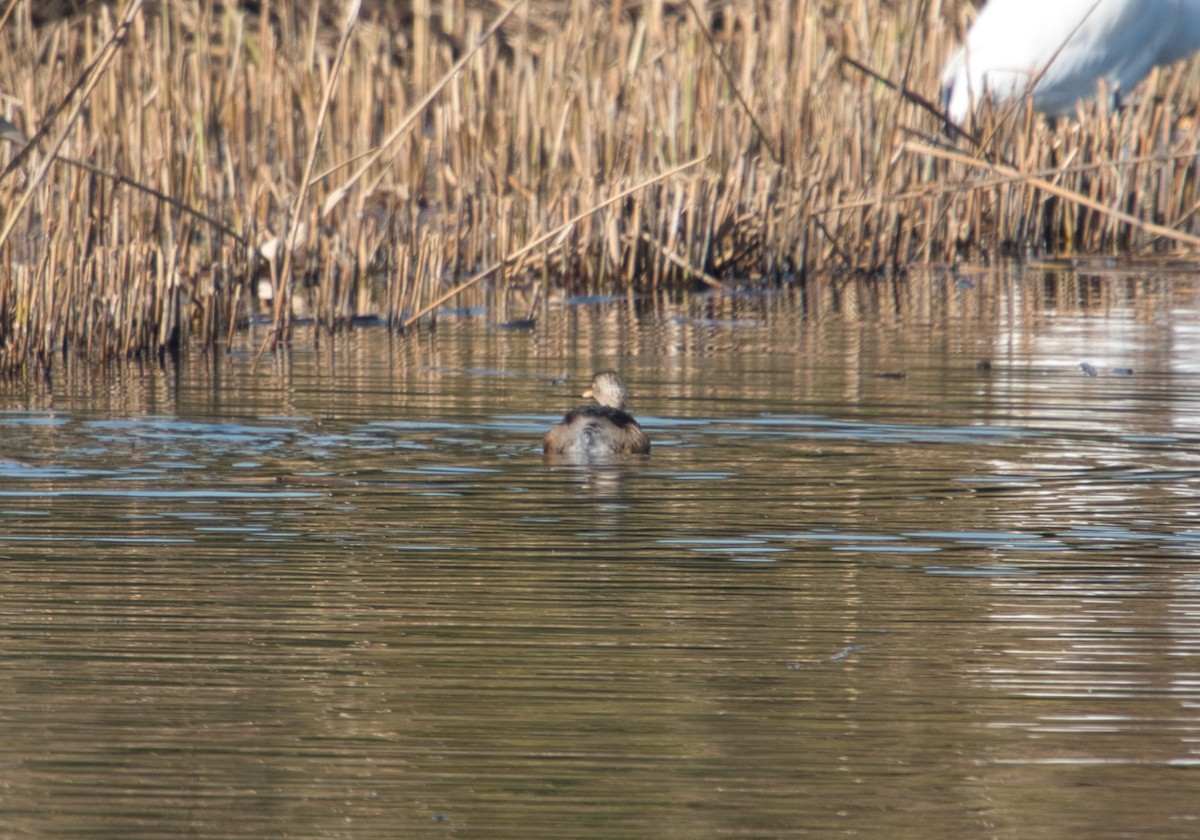 Little Grebe - ML513565351