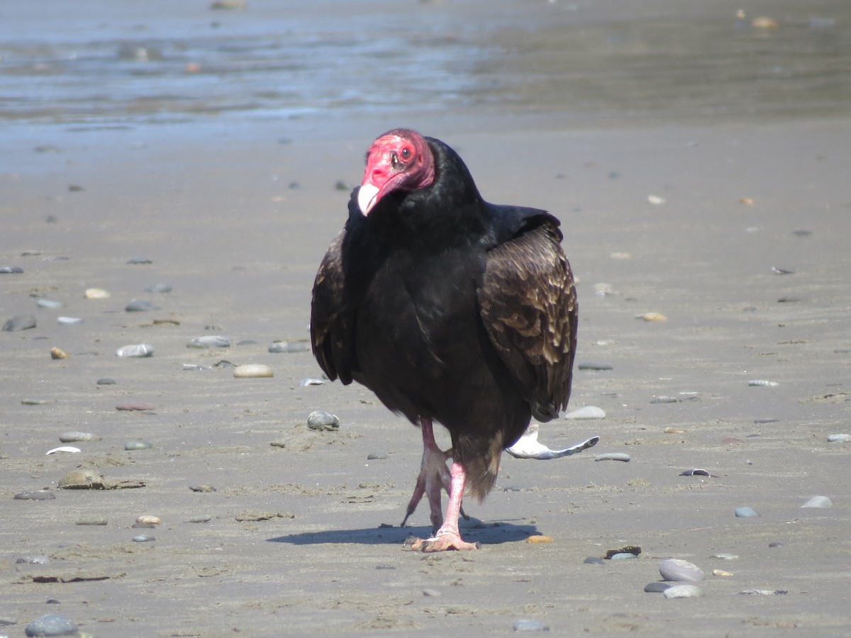 Turkey Vulture - ML513568121