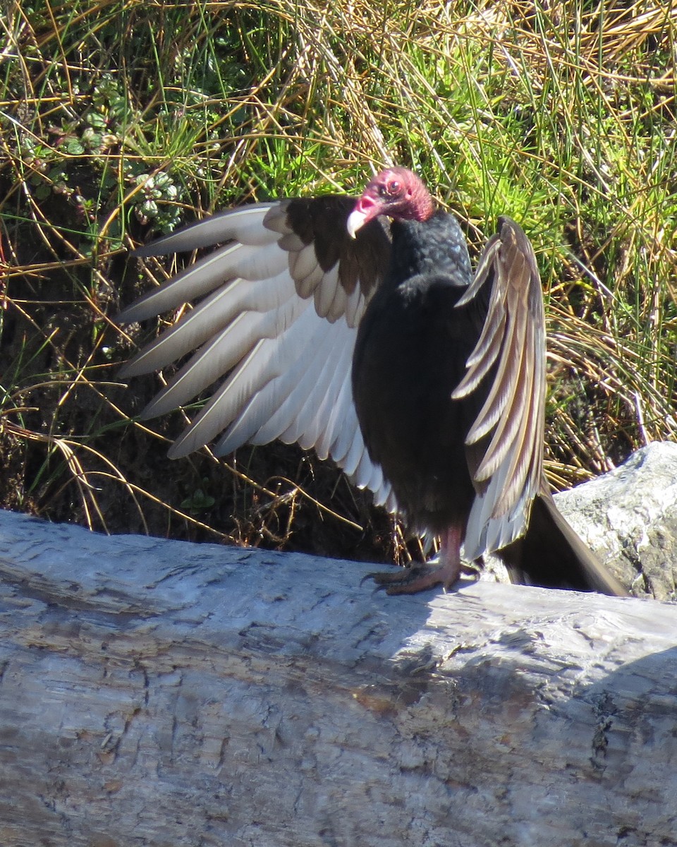 Turkey Vulture - ML513568131