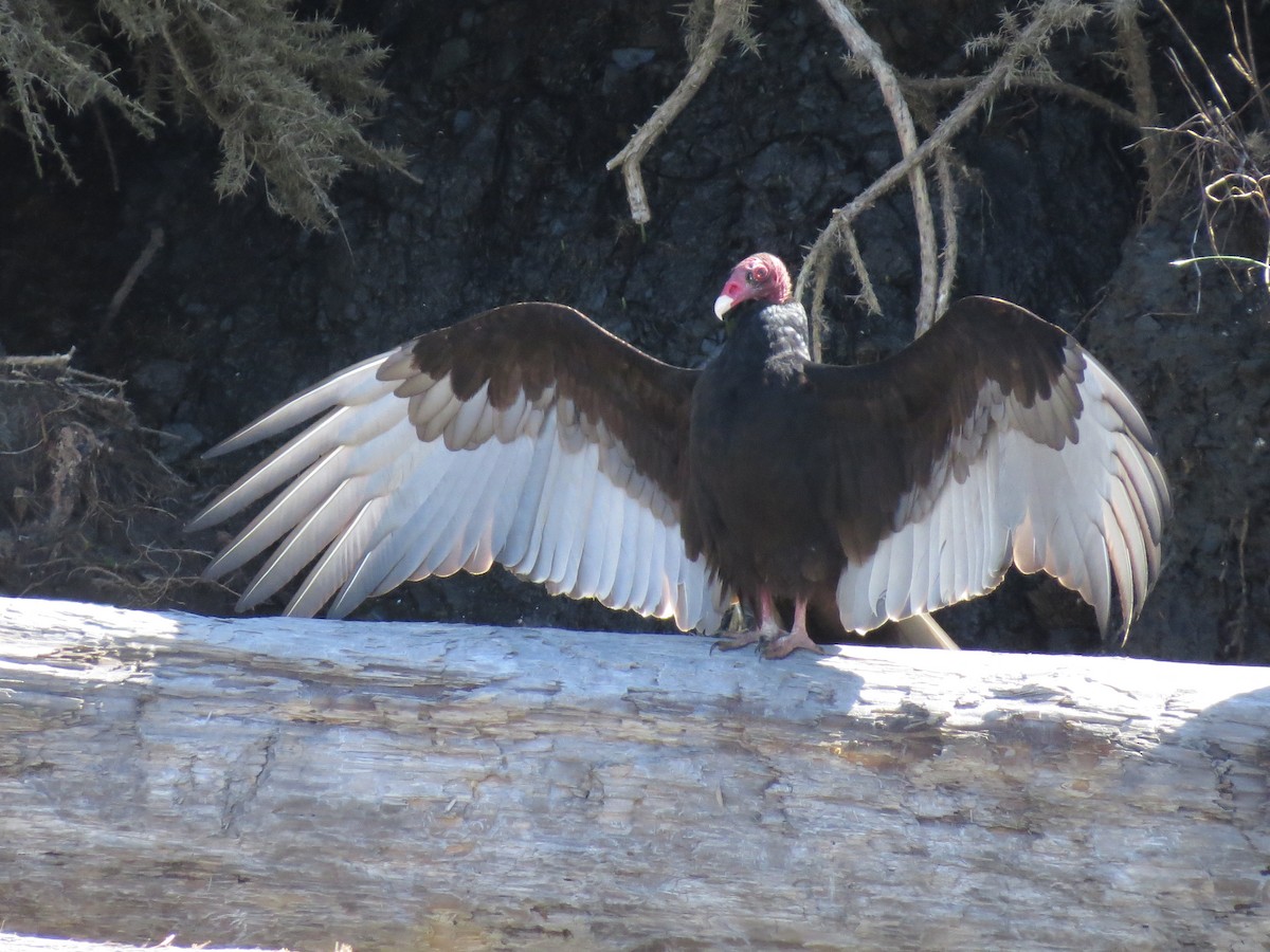 Turkey Vulture - ML513568141