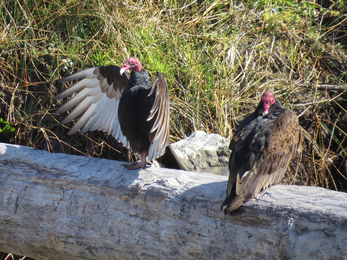 Turkey Vulture - ML513568161