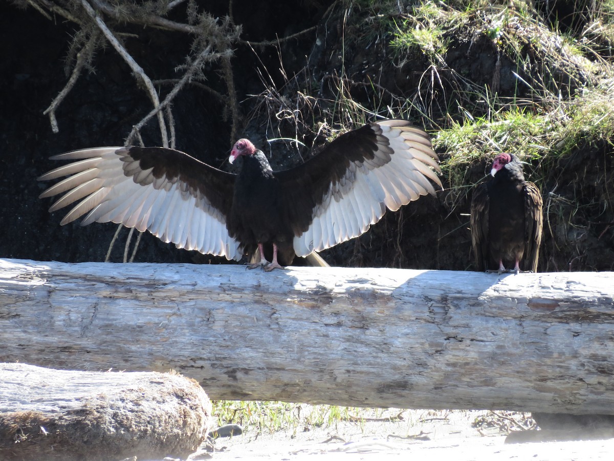 Turkey Vulture - ML513568171