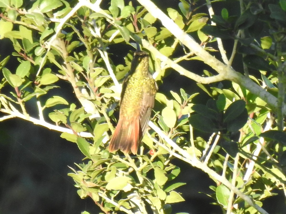 Buff-bellied Hummingbird - ML513568451