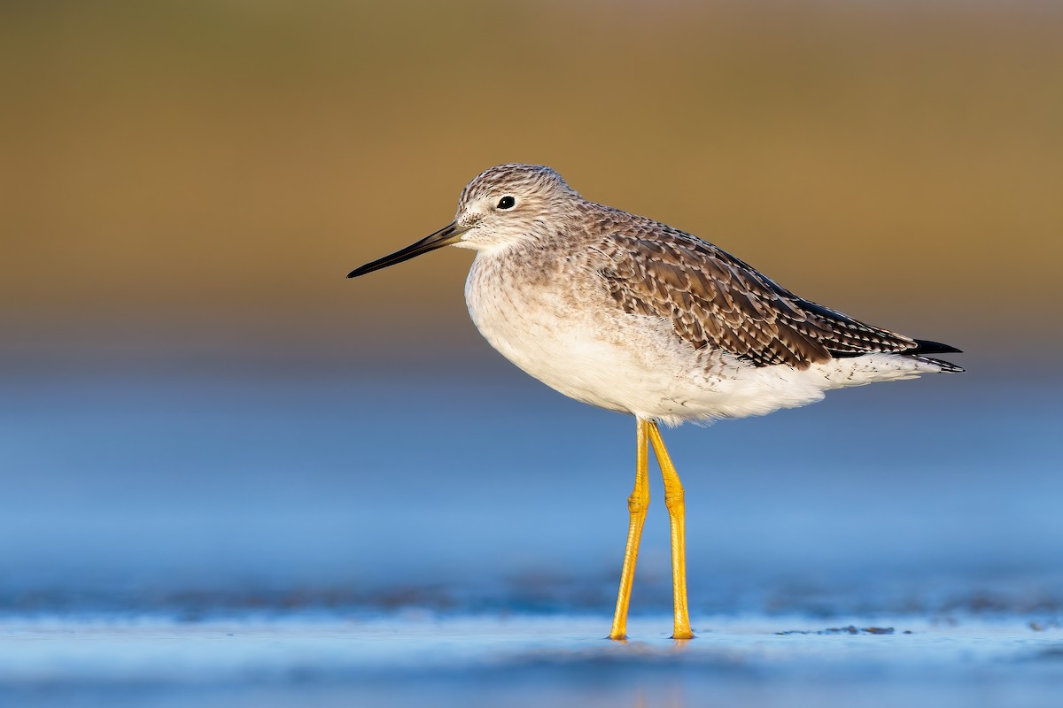 Greater Yellowlegs - ML513568991