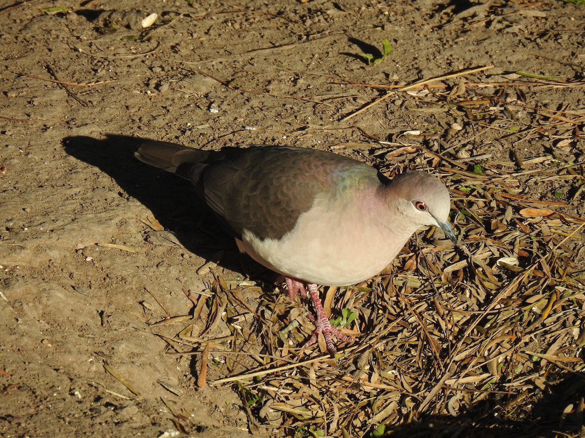 White-tipped Dove - ML513569781