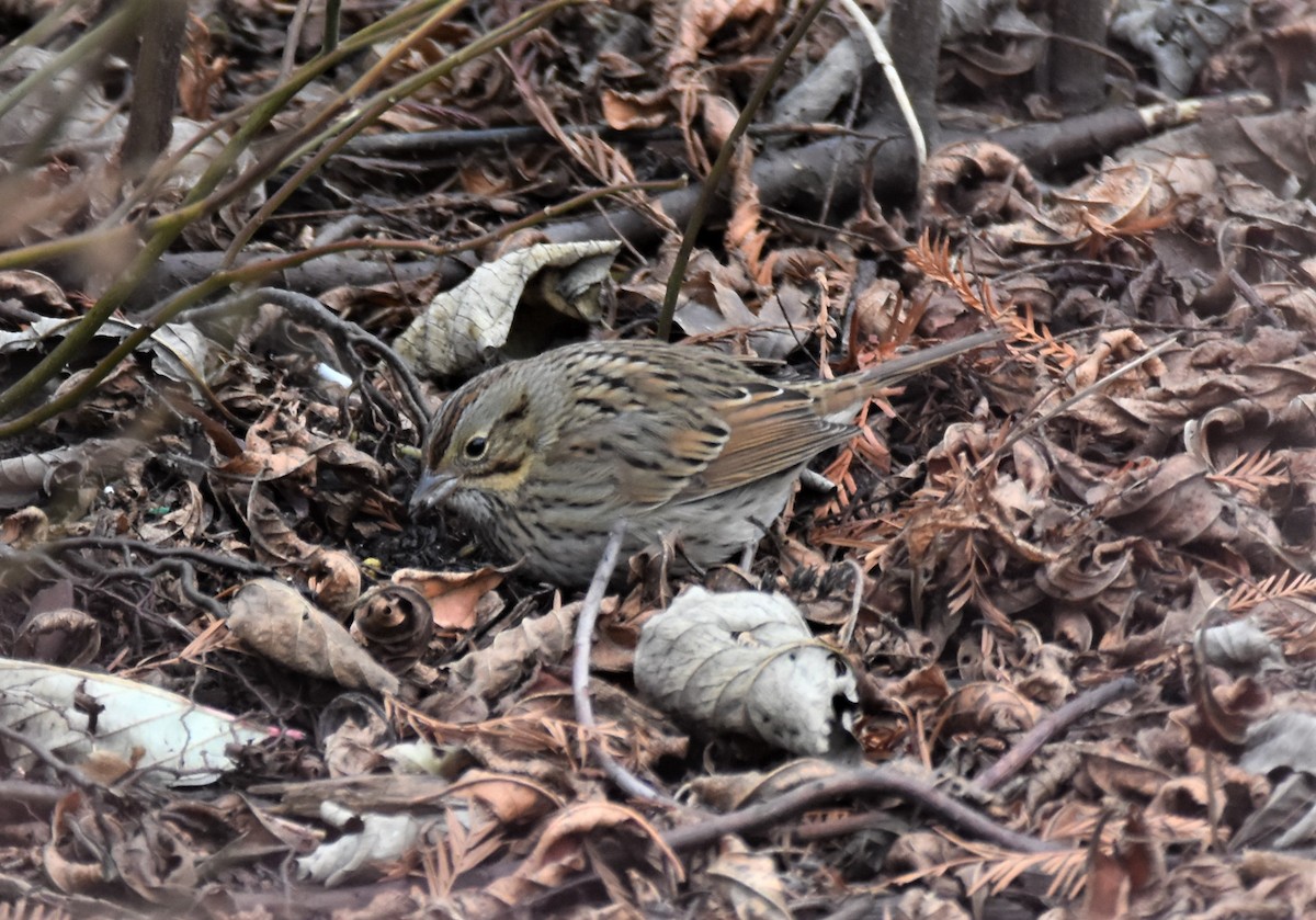 Lincoln's Sparrow - irina shulgina