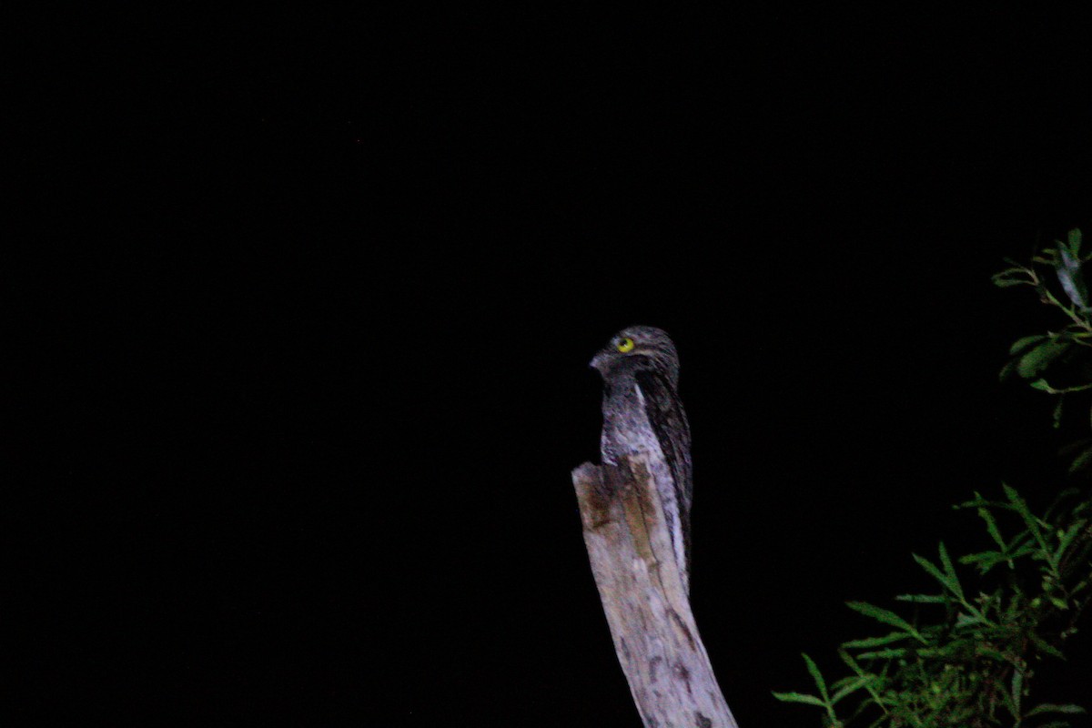 Common Potoo - ML513571281