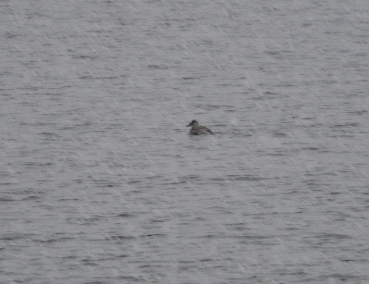 Ruddy Duck - ML513571291