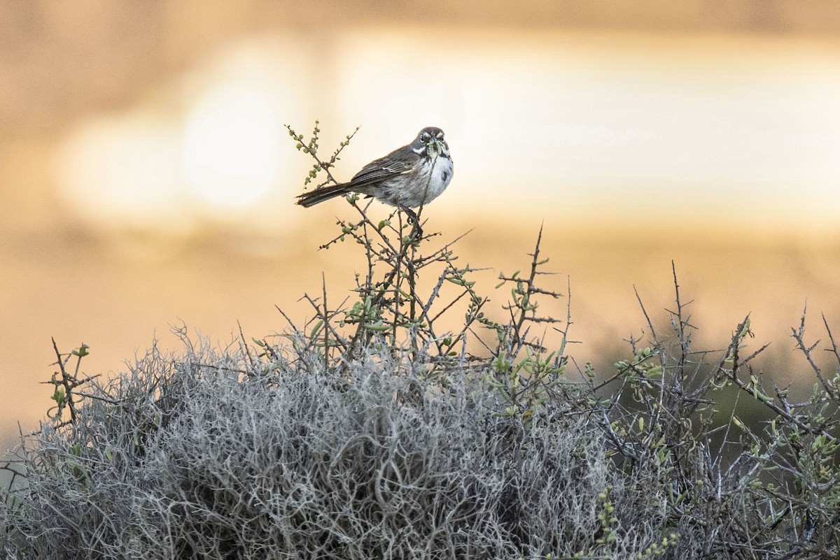 Bell's Sparrow (cinerea) - ML513573391