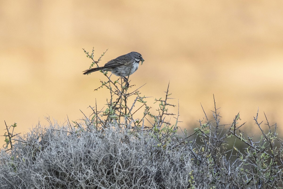 Bell's Sparrow (cinerea) - ML513573421