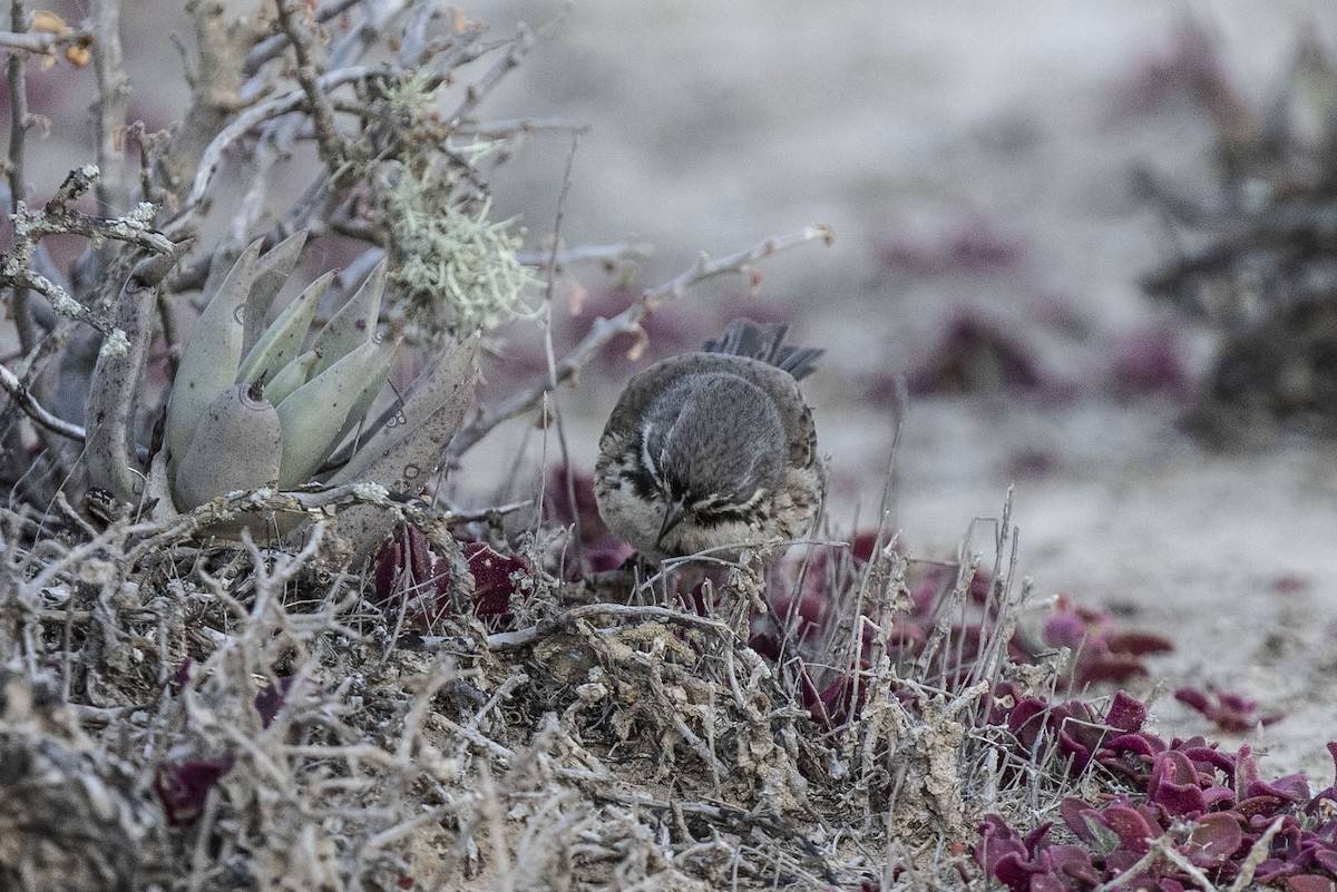 Bell's Sparrow (cinerea) - ML513573811