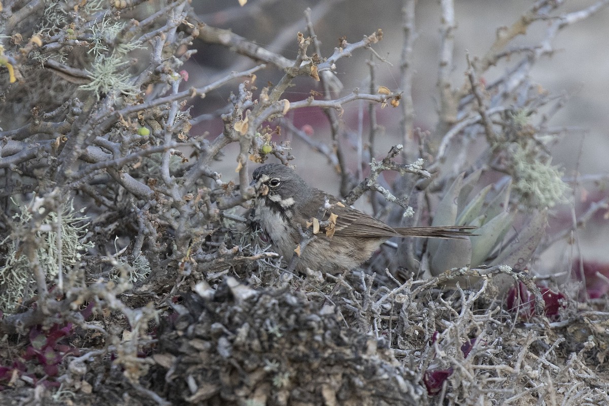 Bell's Sparrow (cinerea) - ML513573821