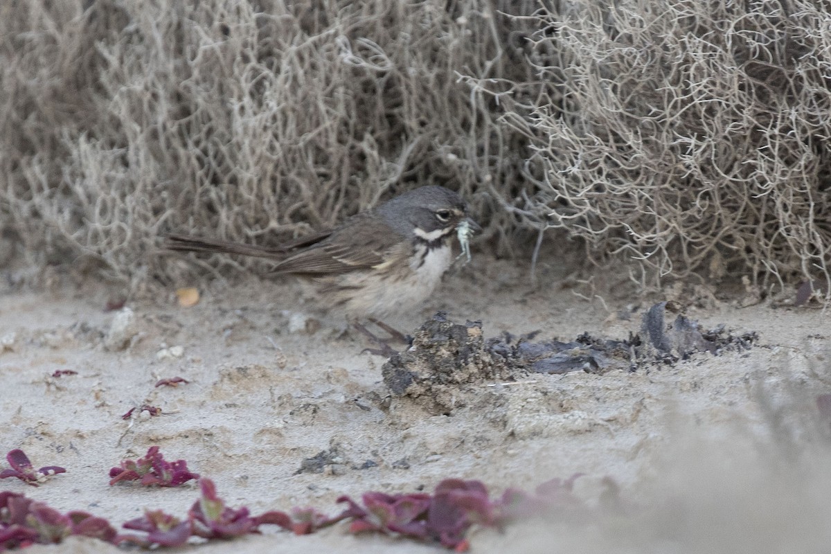 Bell's Sparrow (cinerea) - ML513573881