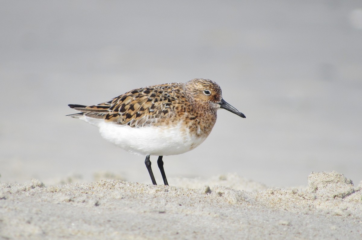 Bécasseau sanderling - ML51357531