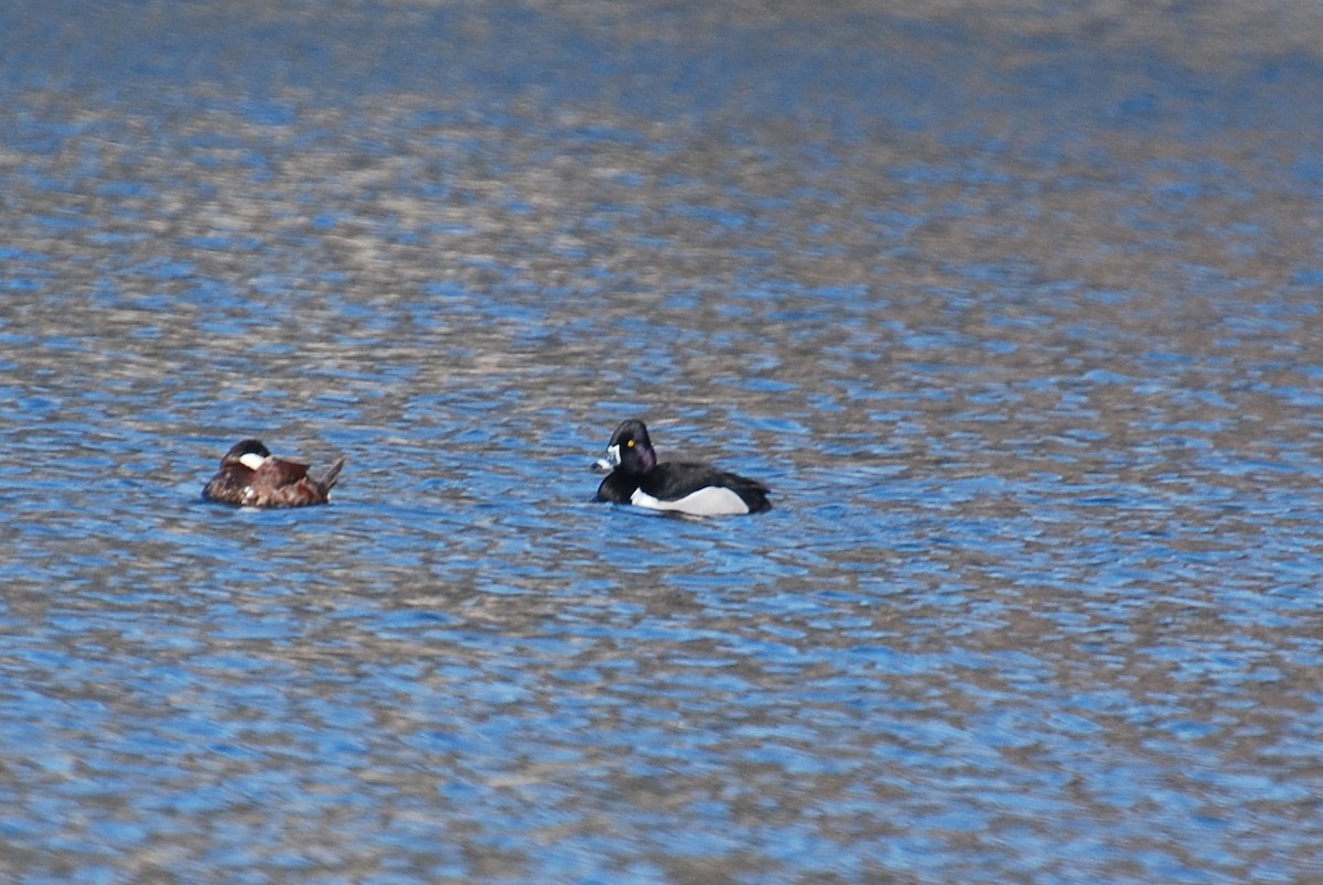 Ring-necked Duck - ML51357551