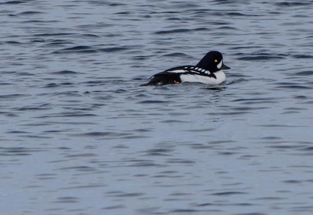 Barrow's Goldeneye - ML51357611