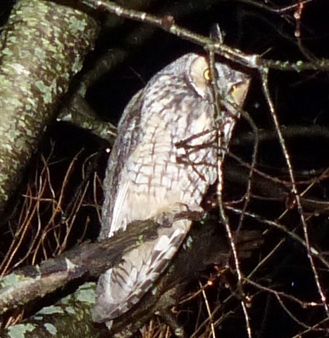 Long-eared Owl - ML513577371
