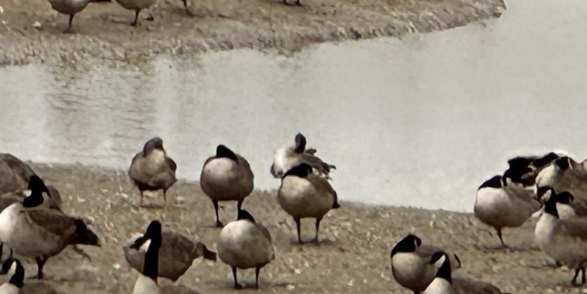 Greater White-fronted Goose - ML513577511