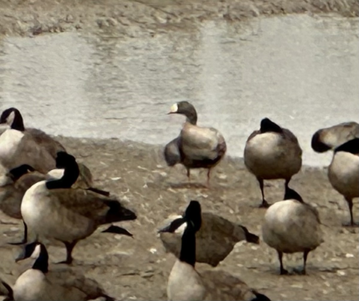 Greater White-fronted Goose - ML513577521