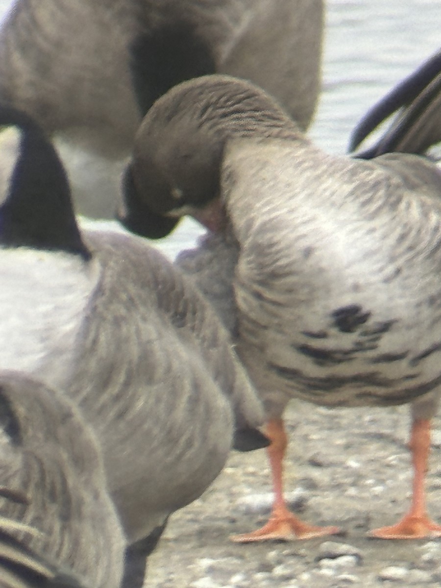 Greater White-fronted Goose - ML513577561