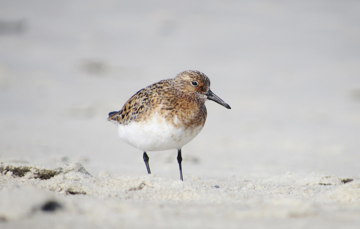 Bécasseau sanderling - ML51357781