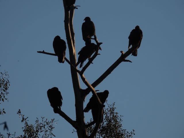 Black Vulture - ML513577811