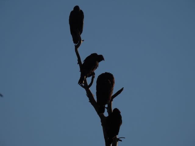 Black Vulture - ML513577821