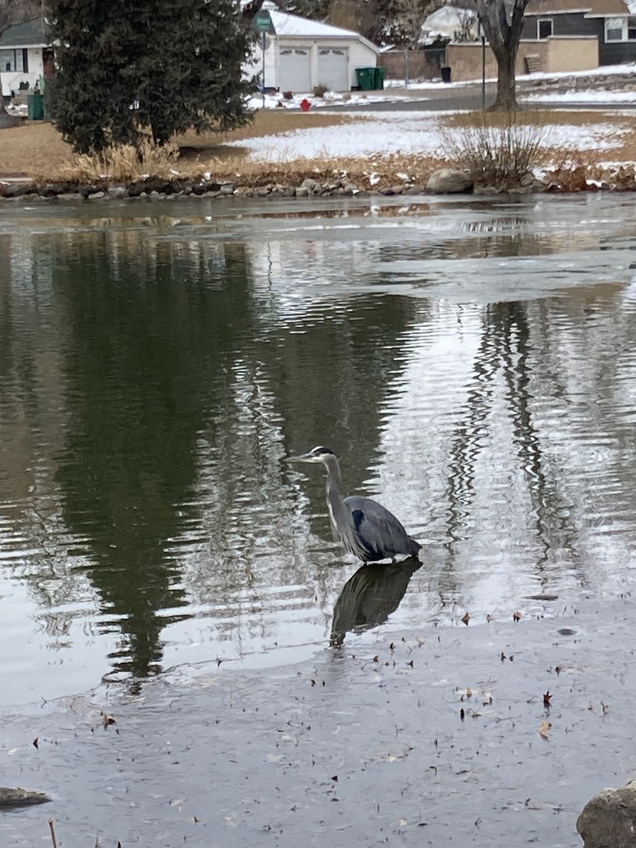Great Blue Heron - ML513577921