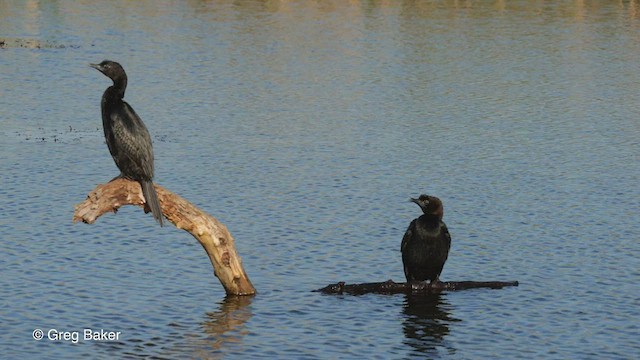 Cormorán Pigmeo - ML513577931