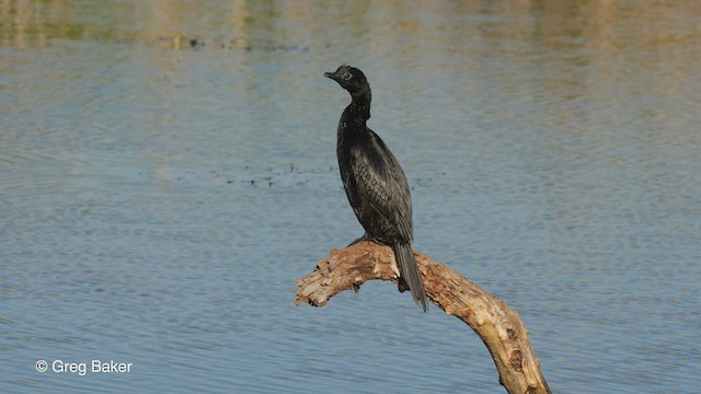 Cormorán Pigmeo - ML513577961