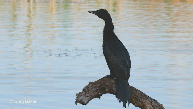 Cormorán Pigmeo - ML513577971