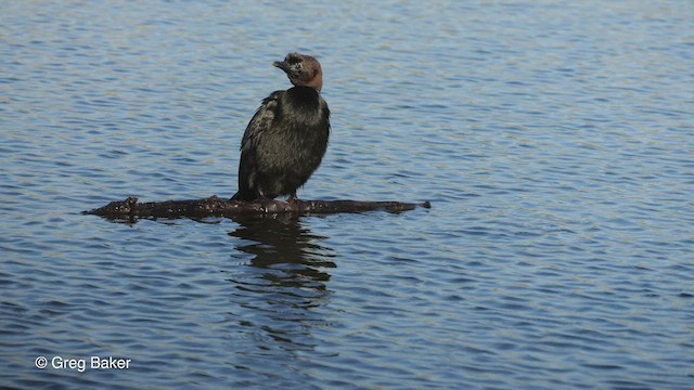 Cormorán Pigmeo - ML513577991