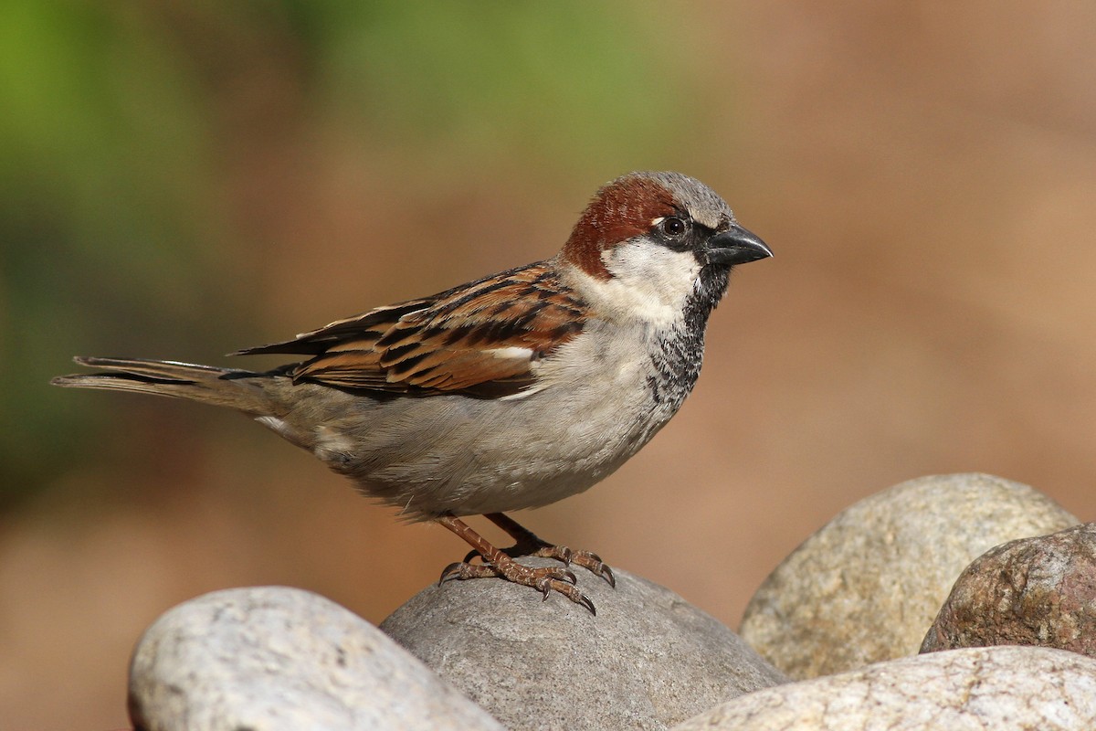 House Sparrow - ML51357991