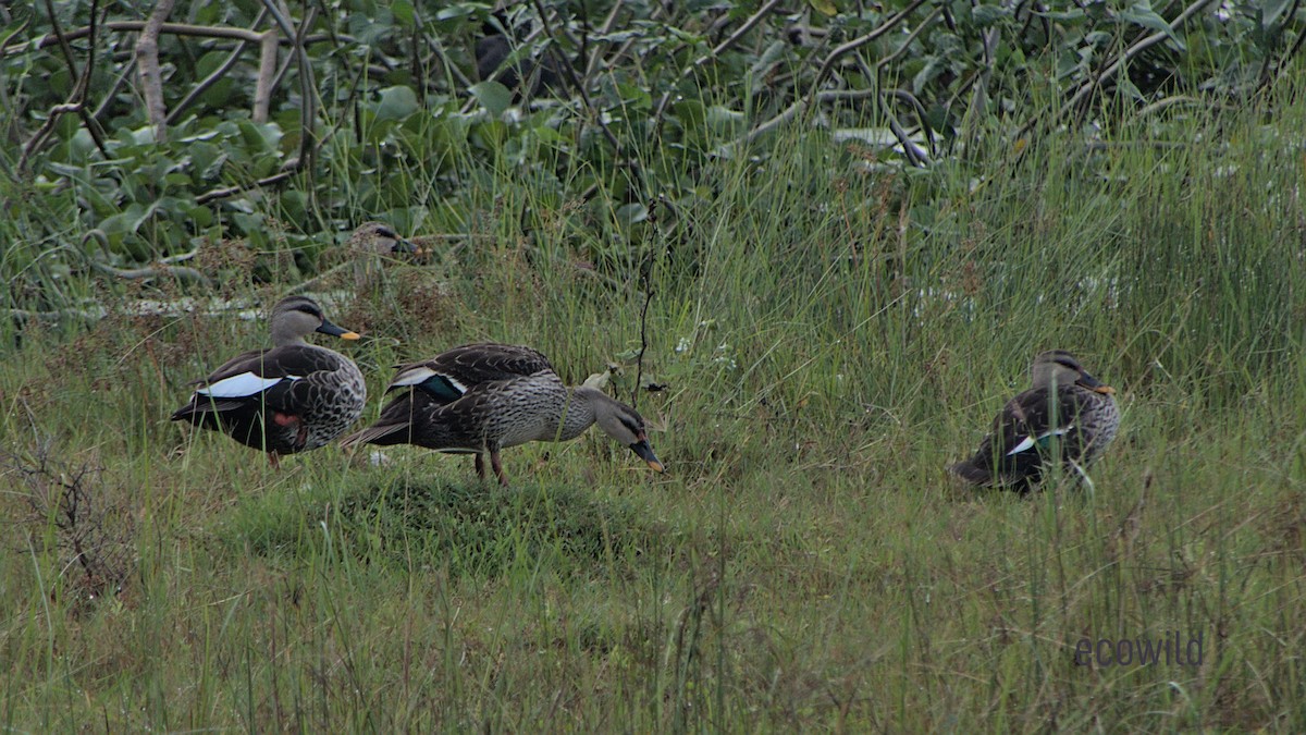 Indian Spot-billed Duck - ML513580821