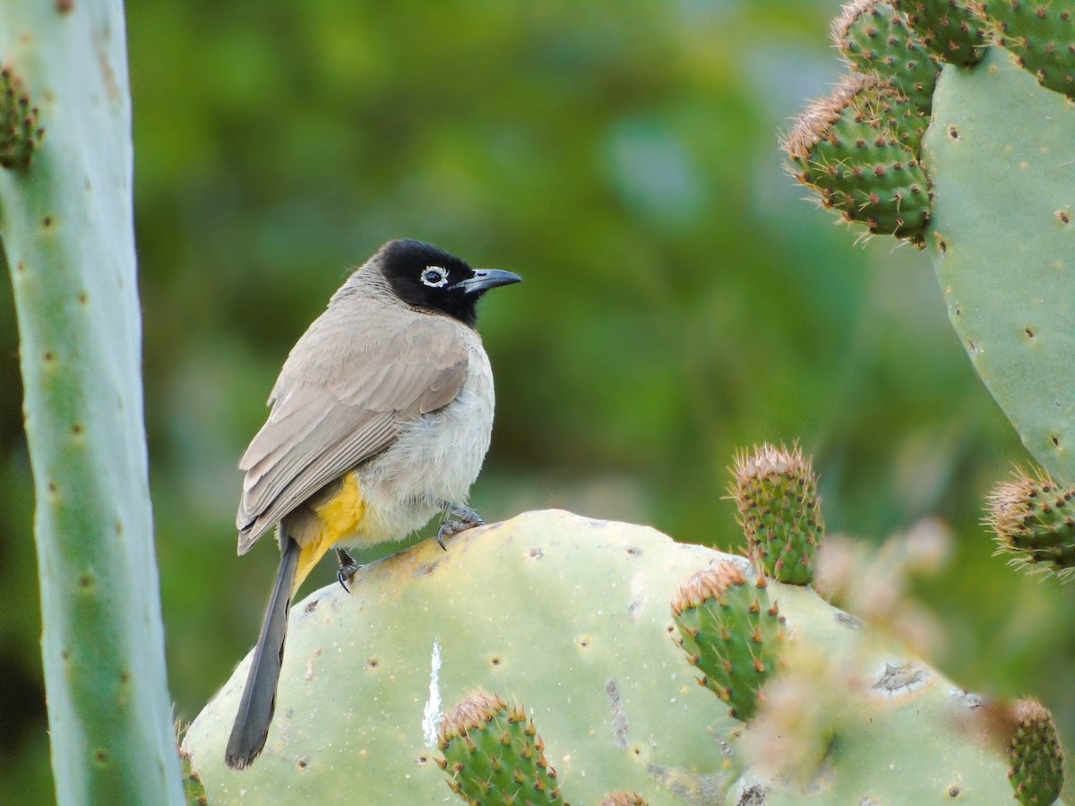 White-spectacled Bulbul - ML513580971