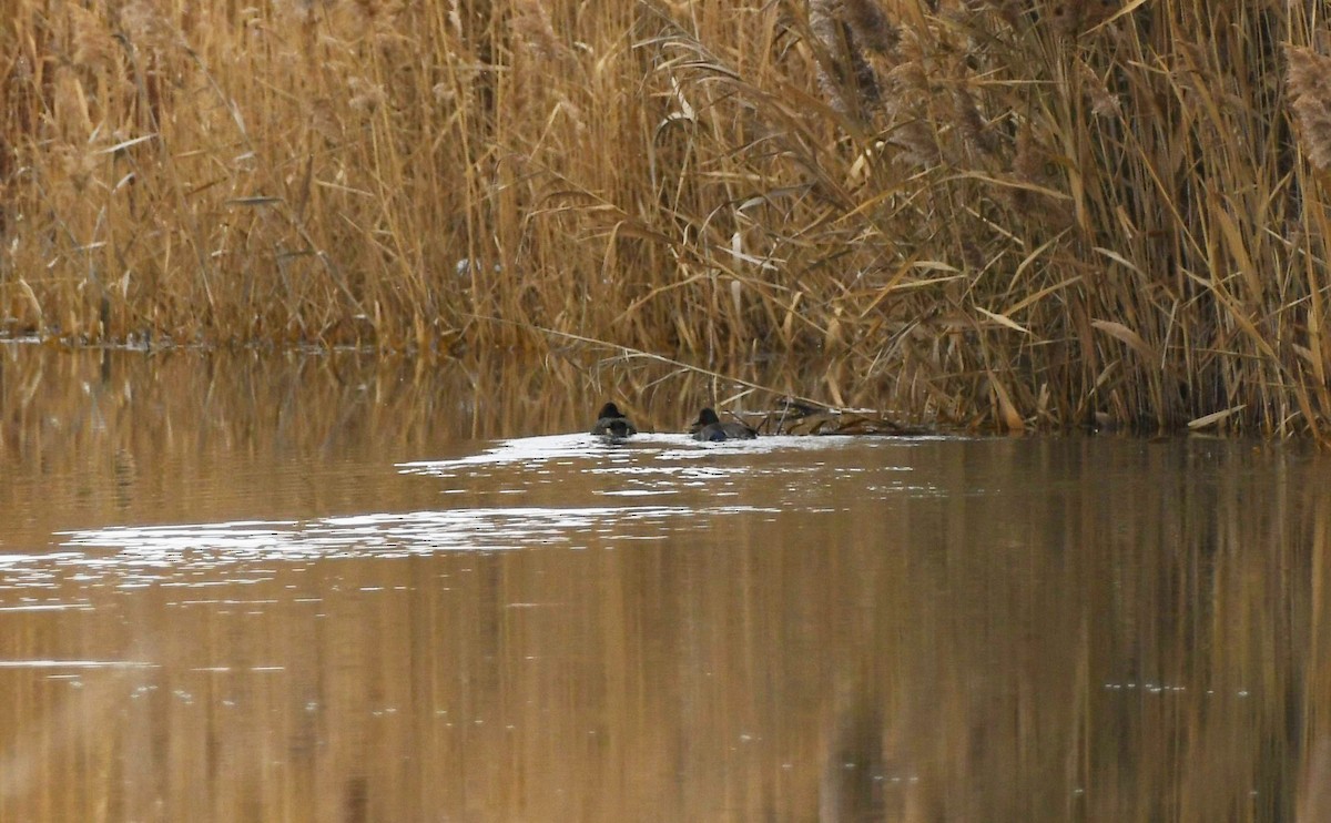 Green-winged Teal - ML513582541