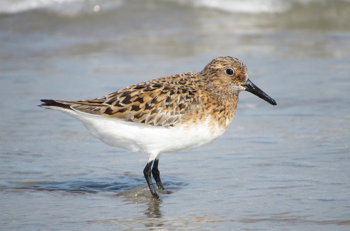 Sanderling - Jonathan Lugo