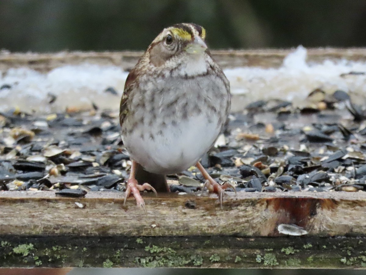 White-throated Sparrow - ML513583731