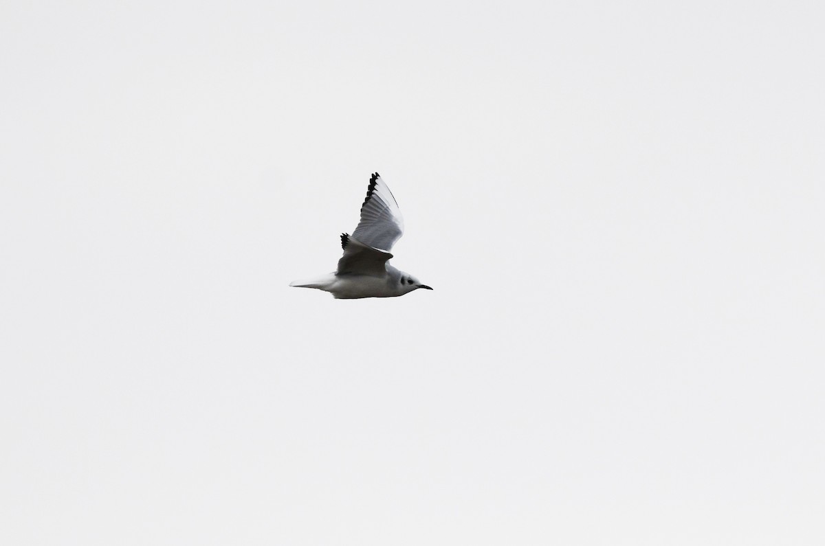 Bonaparte's Gull - ML513583751