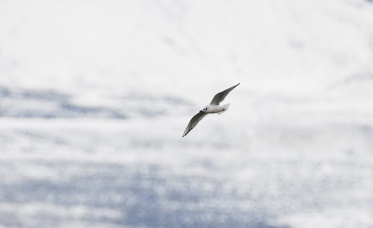Bonaparte's Gull - ML513583761