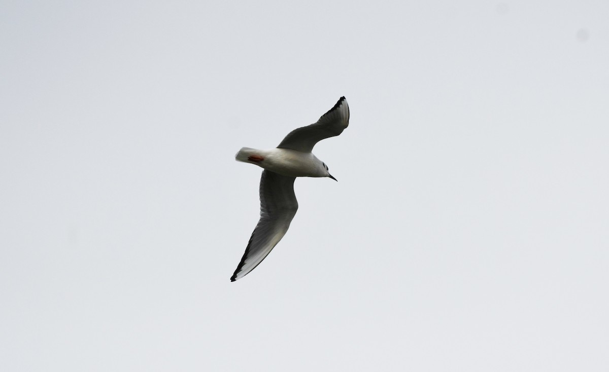Bonaparte's Gull - ML513583771