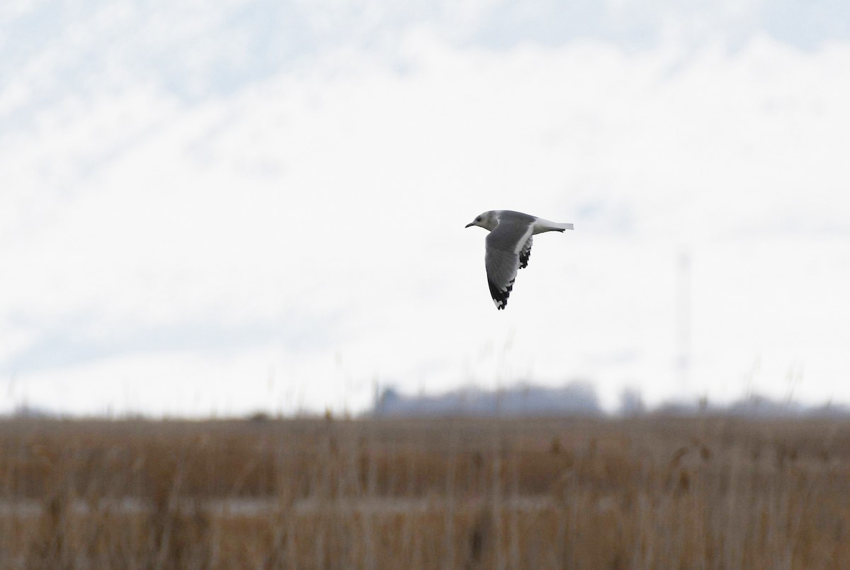 Short-billed Gull - ML513583821