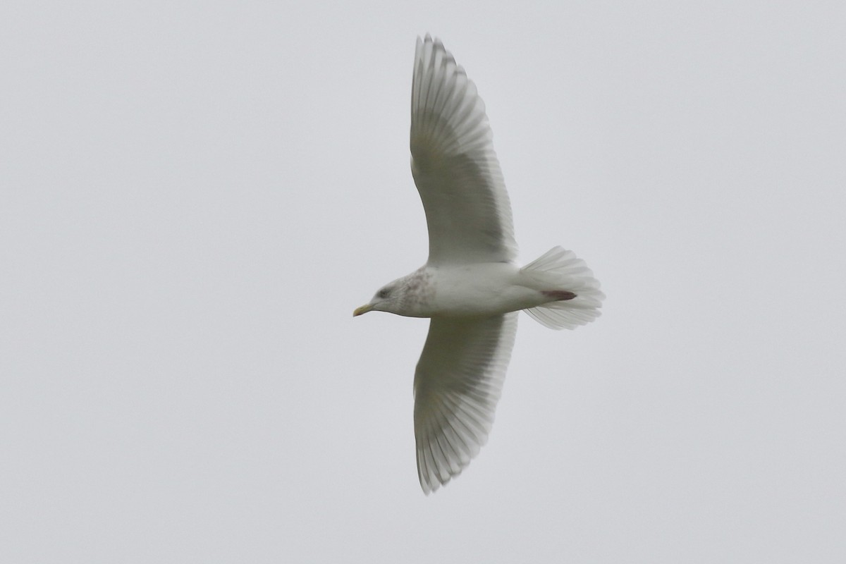 Iceland Gull (kumlieni) - Milton Collins