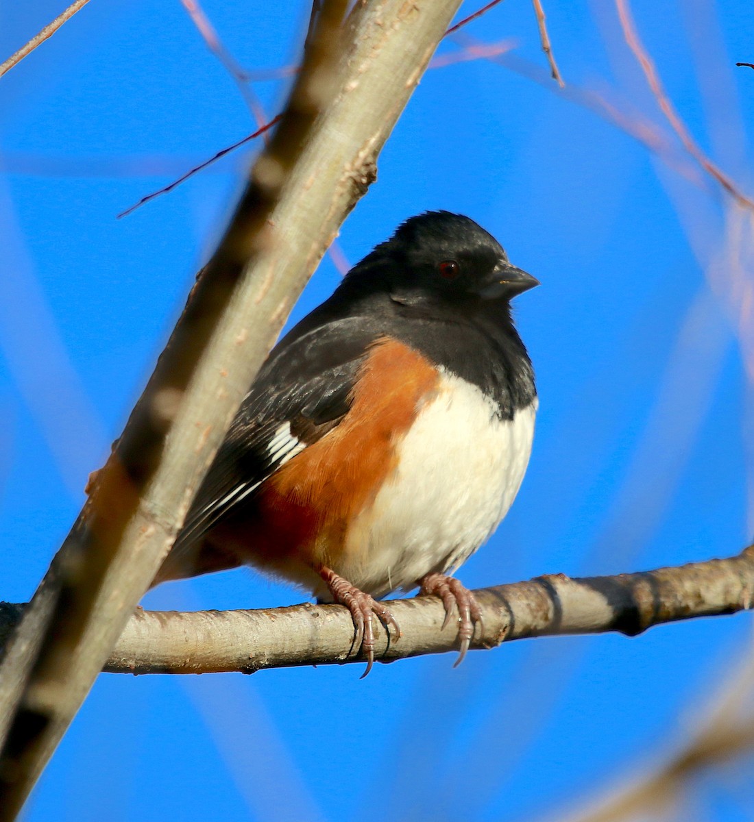 pipilo rudooký - ML513586031