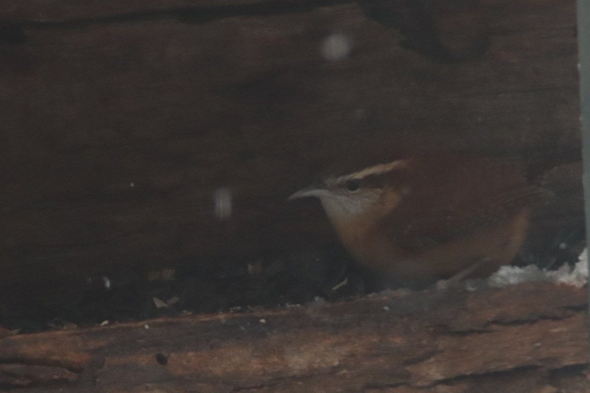 Carolina Wren - ML513587431