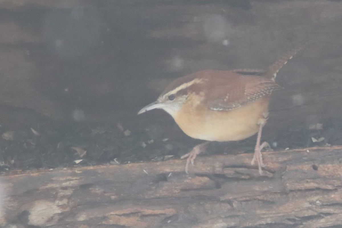 Carolina Wren - Sandy C